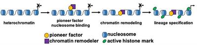 The regulatory role of pioneer factors during cardiovascular lineage specification – A mini review